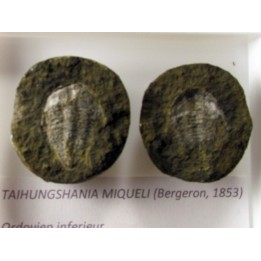 taihungshania miqueli (3)