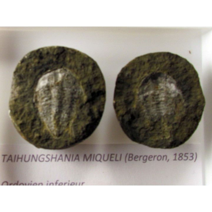 taihungshania miqueli (3)
