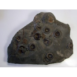 vertebres d'ICHTHYOSAURE STENOPTERYGIUS