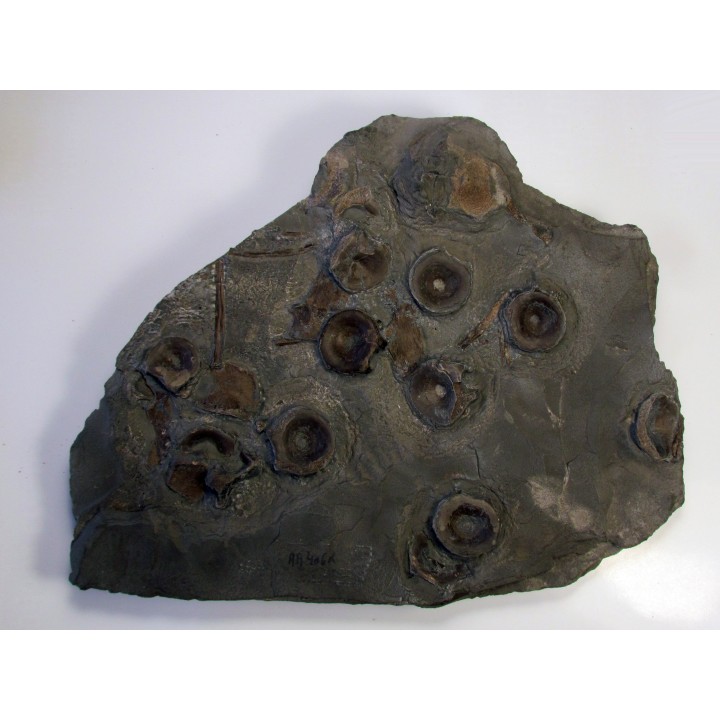 vertebres d'ICHTHYOSAURE STENOPTERYGIUS