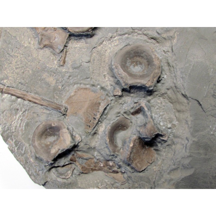 vertebres d'ICHTHYOSAURE STENOPTERYGIUS
