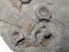 vertebres d'ICHTHYOSAURE STENOPTERYGIUS