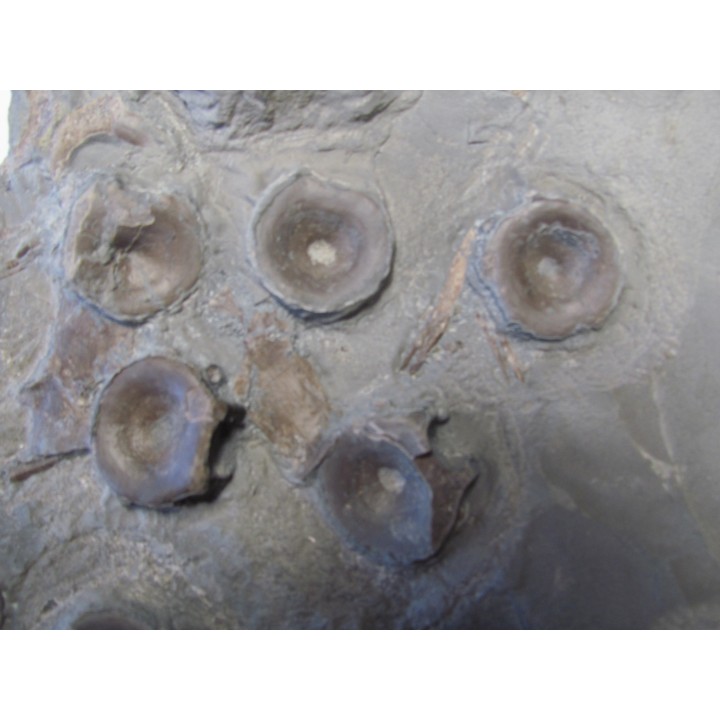vertebres d'ICHTHYOSAURE STENOPTERYGIUS
