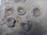 vertebres d'ICHTHYOSAURE STENOPTERYGIUS