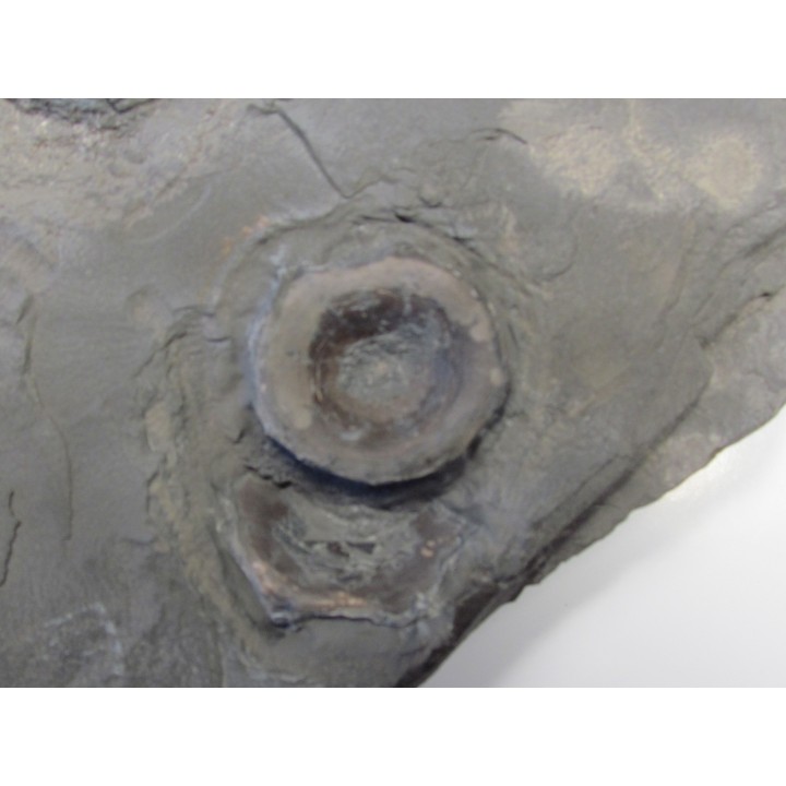 ichthyosaur vertebrae : Stenopterygius