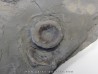 ichthyosaur vertebrae : Stenopterygius