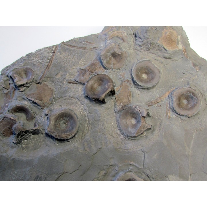 ichthyosaur vertebrae : Stenopterygius