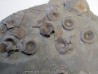 vertebres d'ICHTHYOSAURE STENOPTERYGIUS