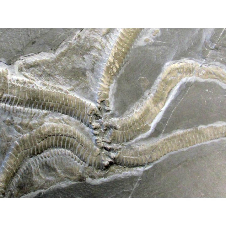 Loriolaster mirabilis