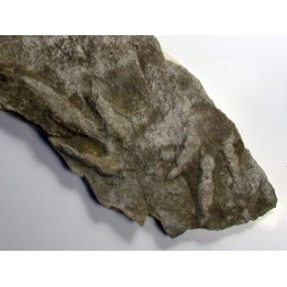 empreinte de dinosaure  Coesolaurichnus grancieri
