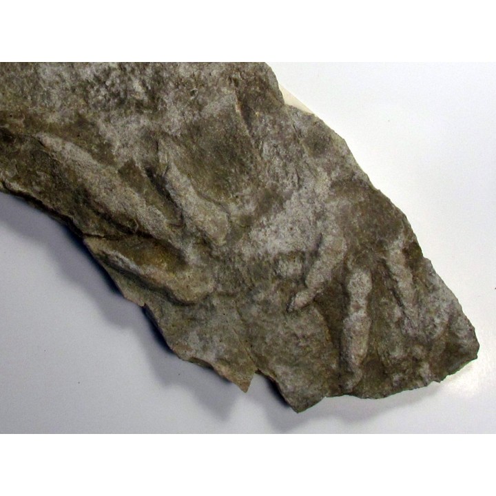 empreinte de dinosaure  Coesolaurichnus grancieri