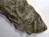 dinosaur foot print : Coesolaurichnus grancieri