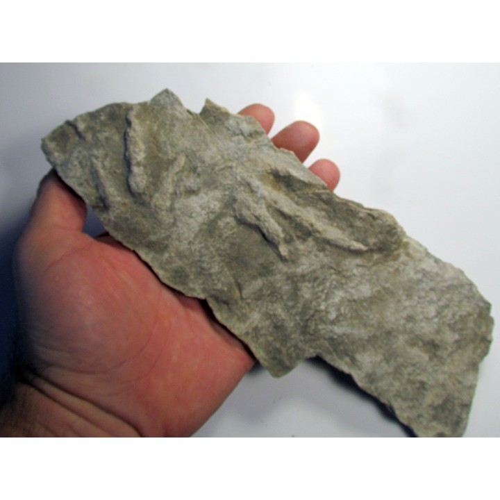 empreinte de dinosaure  Coesolaurichnus grancieri