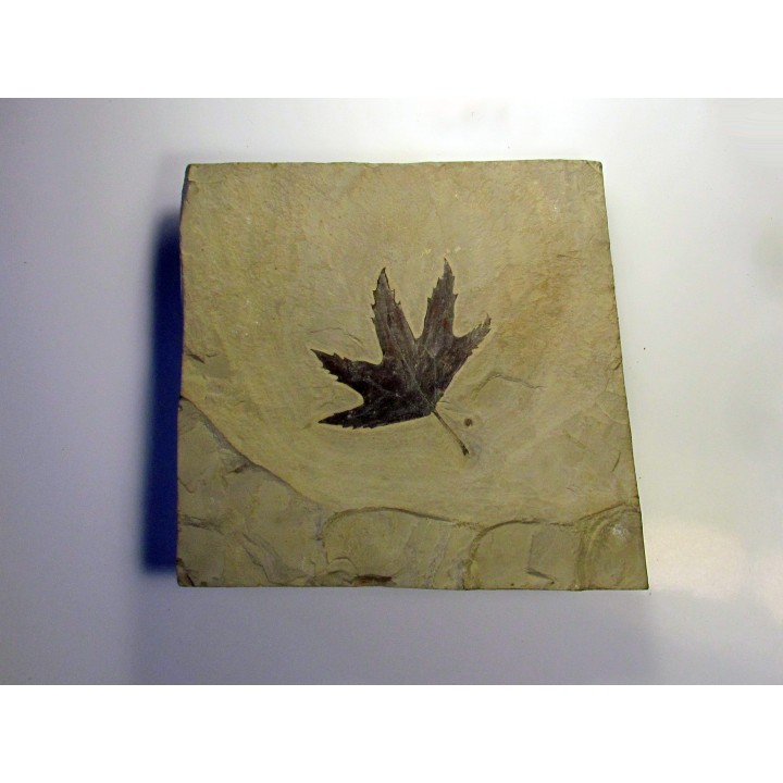 Sycamore - Platanus wyomingensis