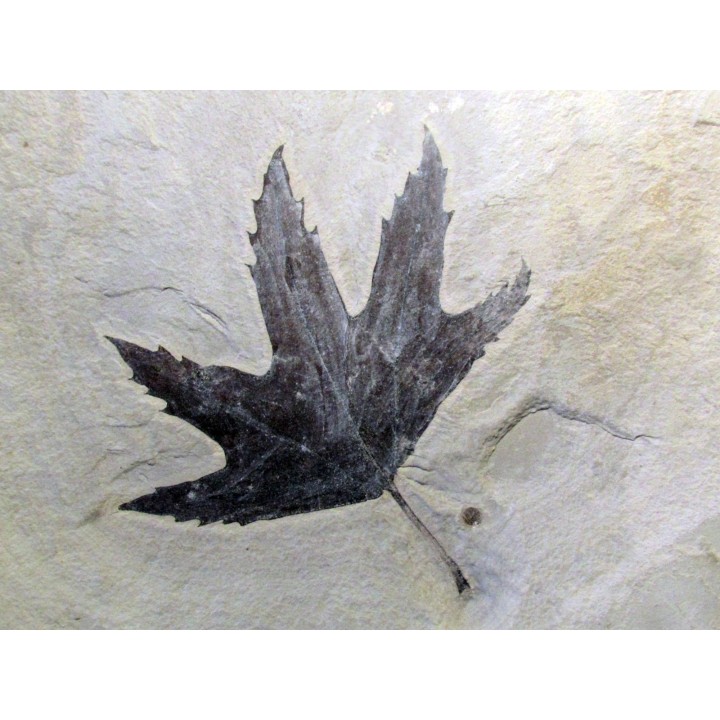 Sycamore - Platanus wyomingensis