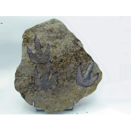 dinosaur foot print : Grallator variabilis