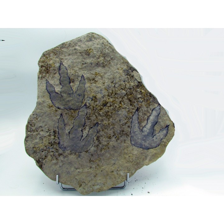 dinosaur foot print : Grallator variabilis