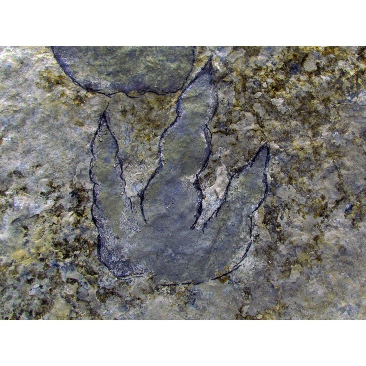 dinosaur foot print : Grallator variabilis
