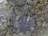 dinosaur foot print : Grallator variabilis