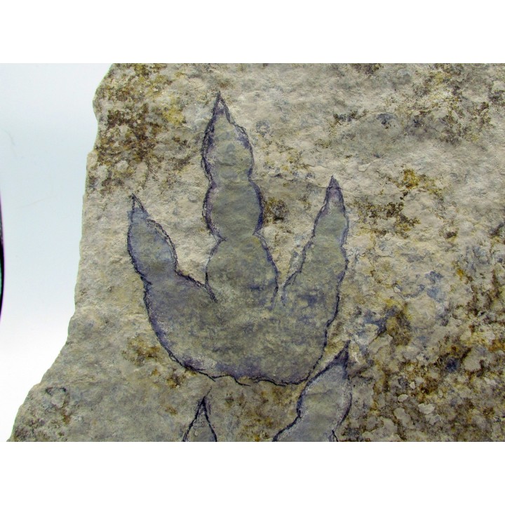 dinosaur foot print : Grallator variabilis