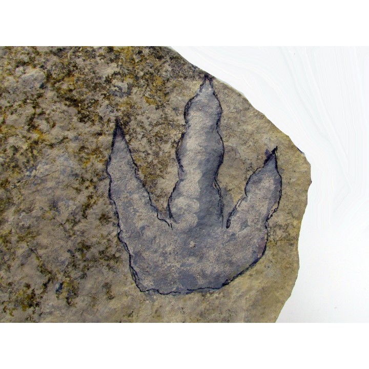 empreinte de dinosaure Grallator variabilis
