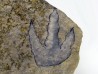 empreinte de dinosaure Grallator variabilis