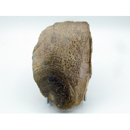 os de dinosaure Bothriospondylus