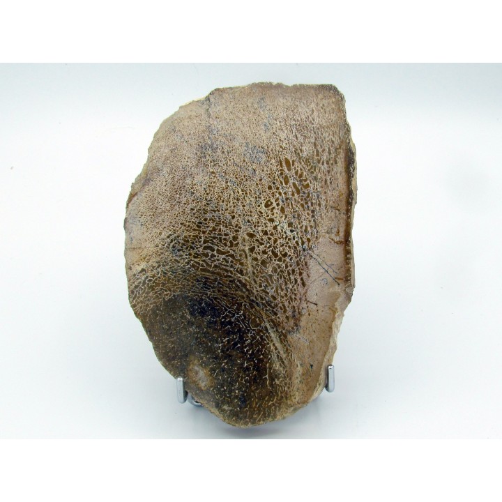 dinosaur bone Bothriospondylus