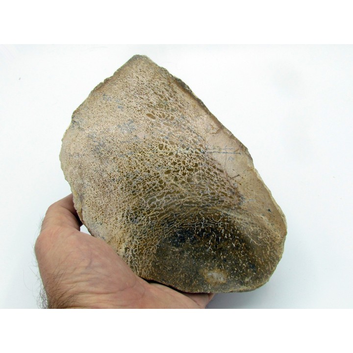 os de dinosaure Bothriospondylus