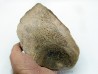 os de dinosaure Bothriospondylus