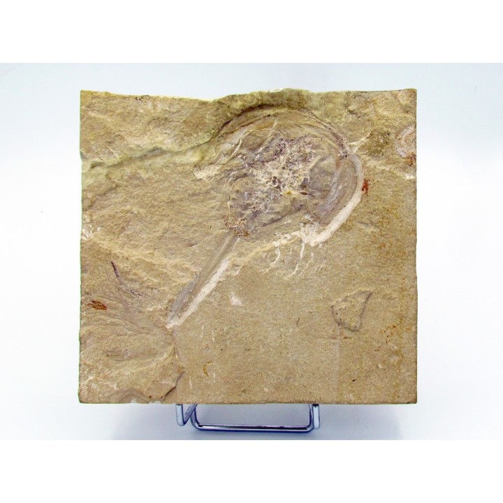 Limulus syriacus