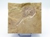 Limulus syriacus