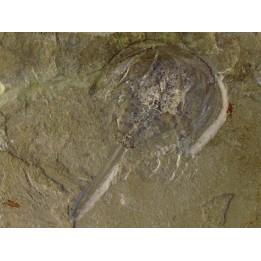 Limulus syriacus