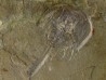 Limulus syriacus