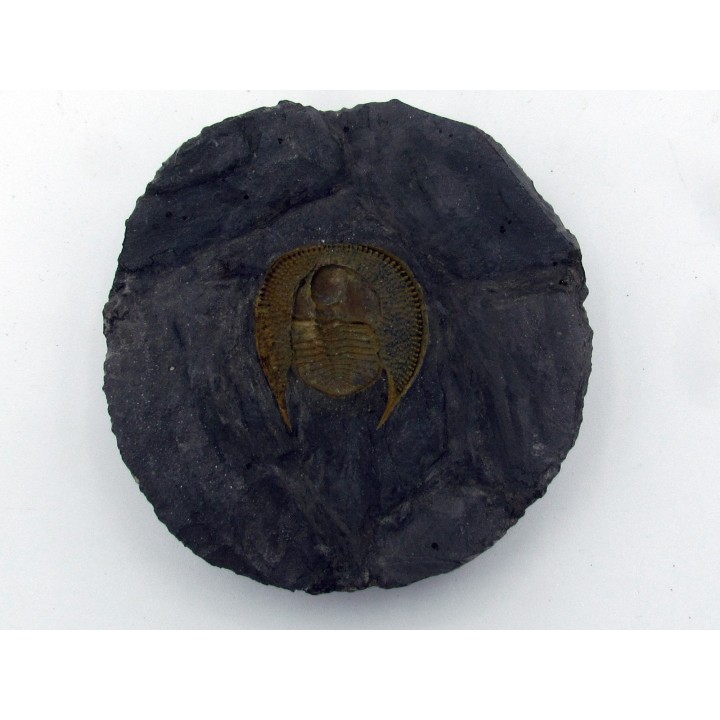 Declivolithus titan