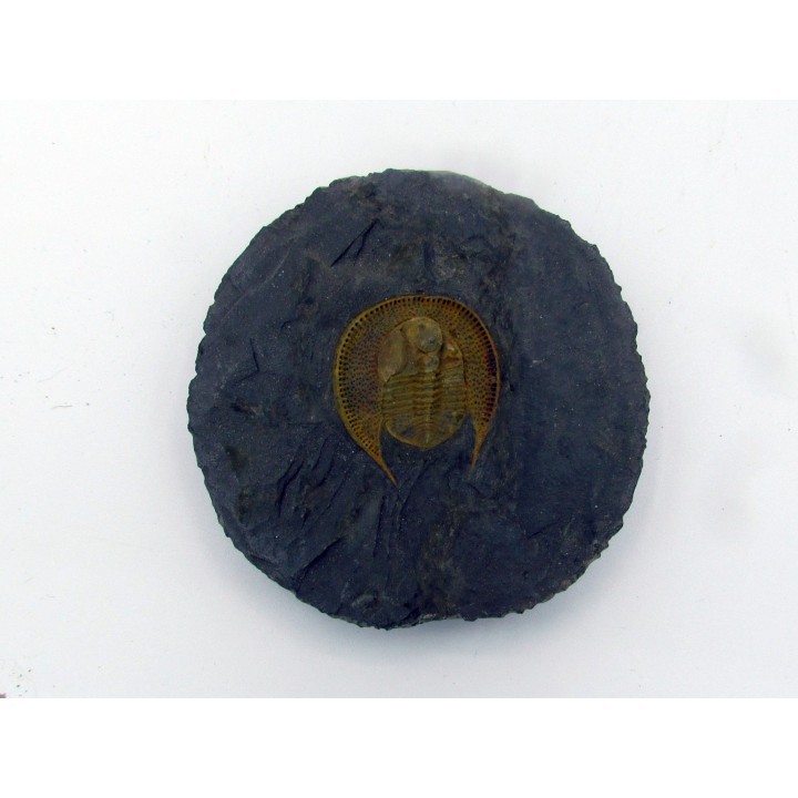 Declivolithus titan
