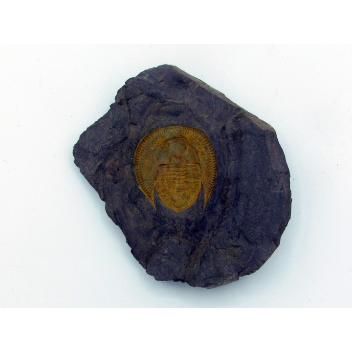 Declivolithus titan