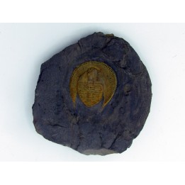 Declivolithus titan