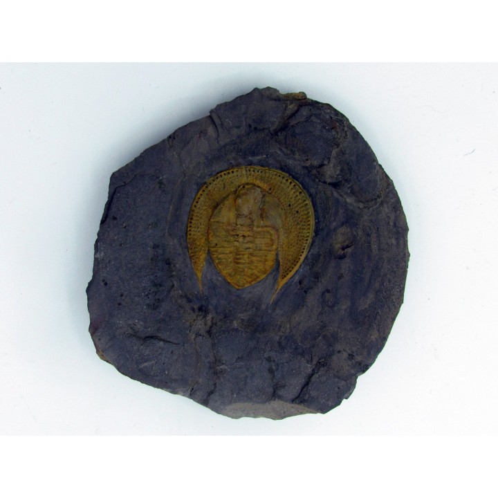 Declivolithus titan