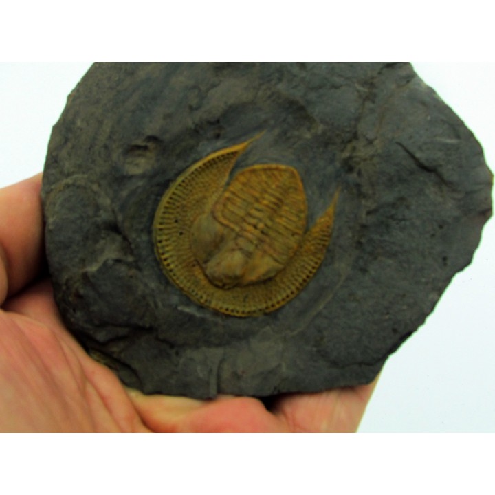 Declivolithus titan