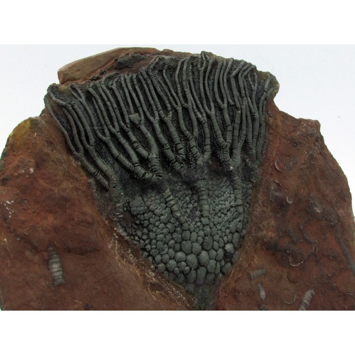 Scyphocrinites elegans