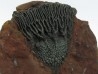Scyphocrinites elegans