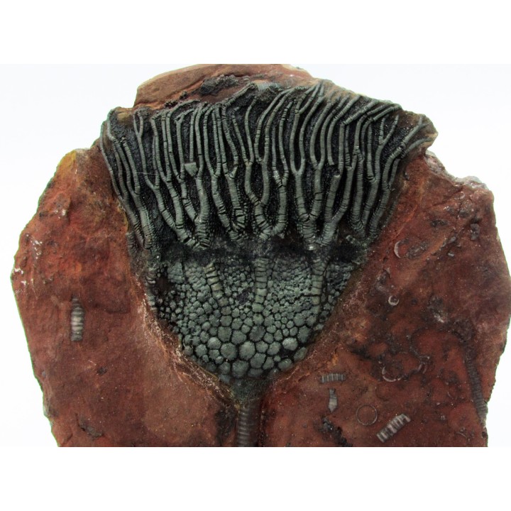 Scyphocrinites elegans