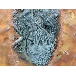 Scyphocrinites elegans