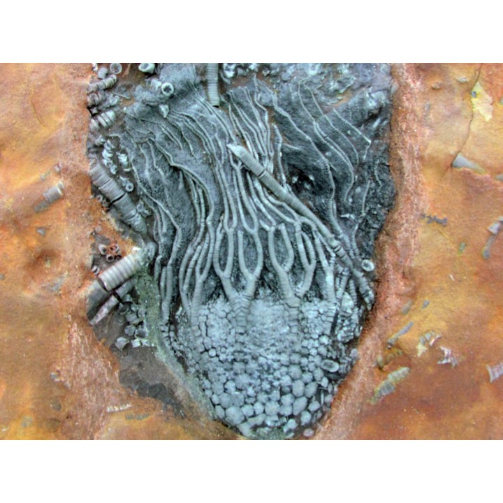 Scyphocrinites elegans