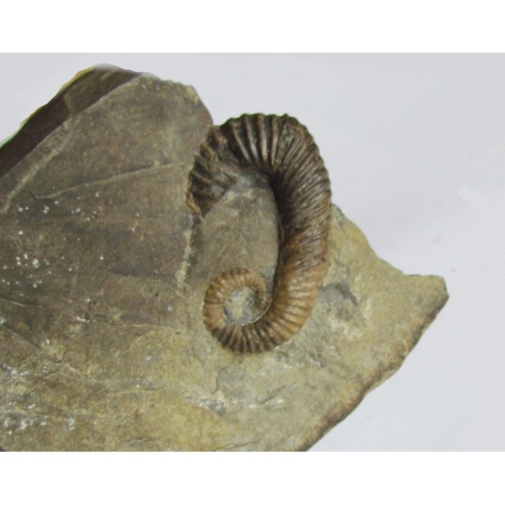 LABECERAS  BRYANI