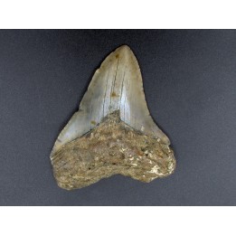 CARCHARODON MEGALODON