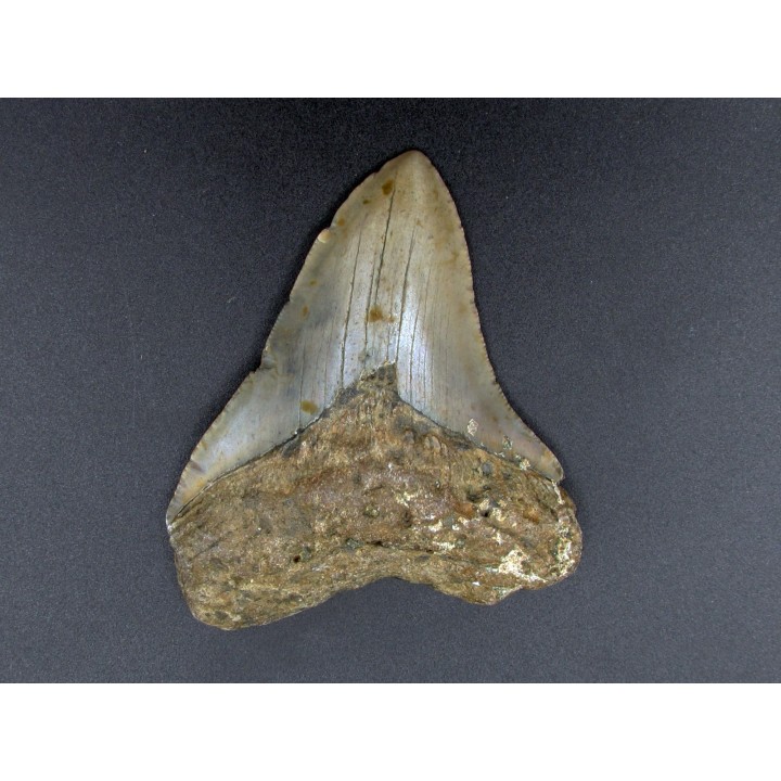 CARCHARODON MEGALODON