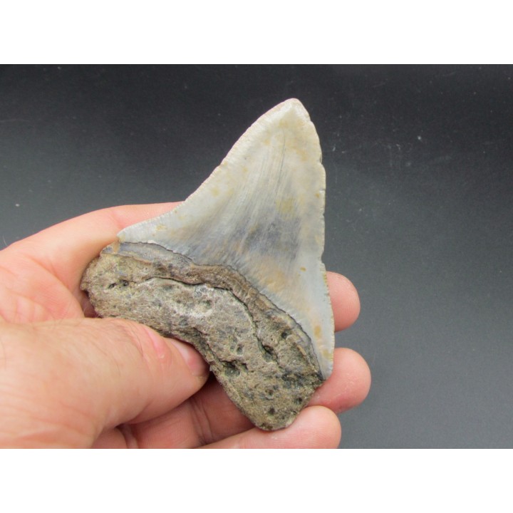 CARCHARODON MEGALODON