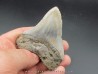 CARCHARODON MEGALODON